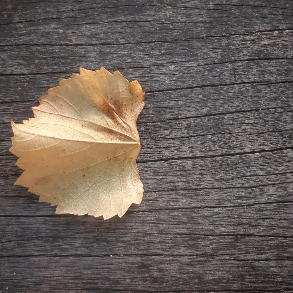 Fallen leaf by salza