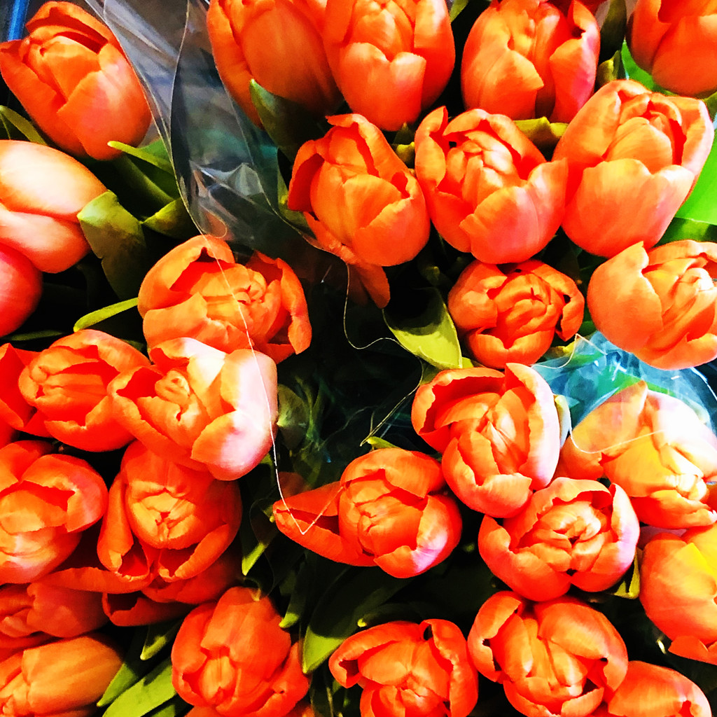 Orange Tulips by yogiw