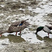 Ducks, I like ducks by bill_gk
