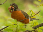 19th May 2021 - American robin with worm
