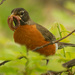 American robin with worm by rminer