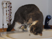4th Jan 2010 - The cat drinking straight from the tap