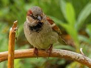 19th May 2021 - house sparrow 