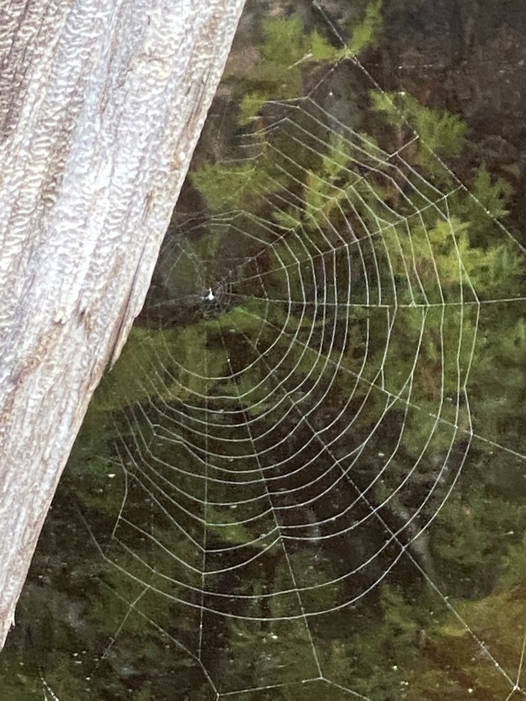Spiderweb 🕸  by radiogirl