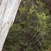 Spiderweb 🕸  by radiogirl