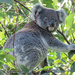 Kola is eating well by koalagardens
