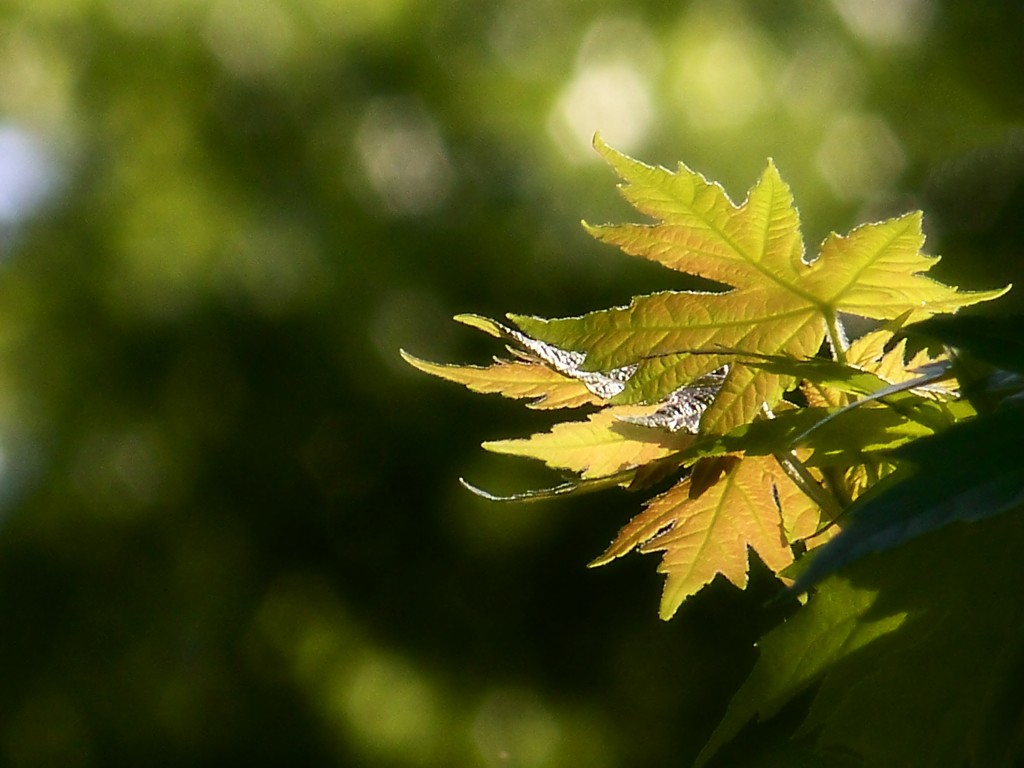 Maple tree leaves... by marlboromaam