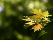 1st May 2021 - Maple tree leaves...