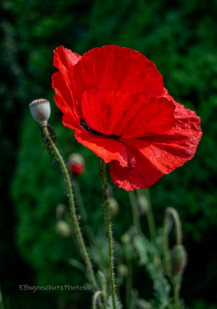Red Poppy by theredcamera