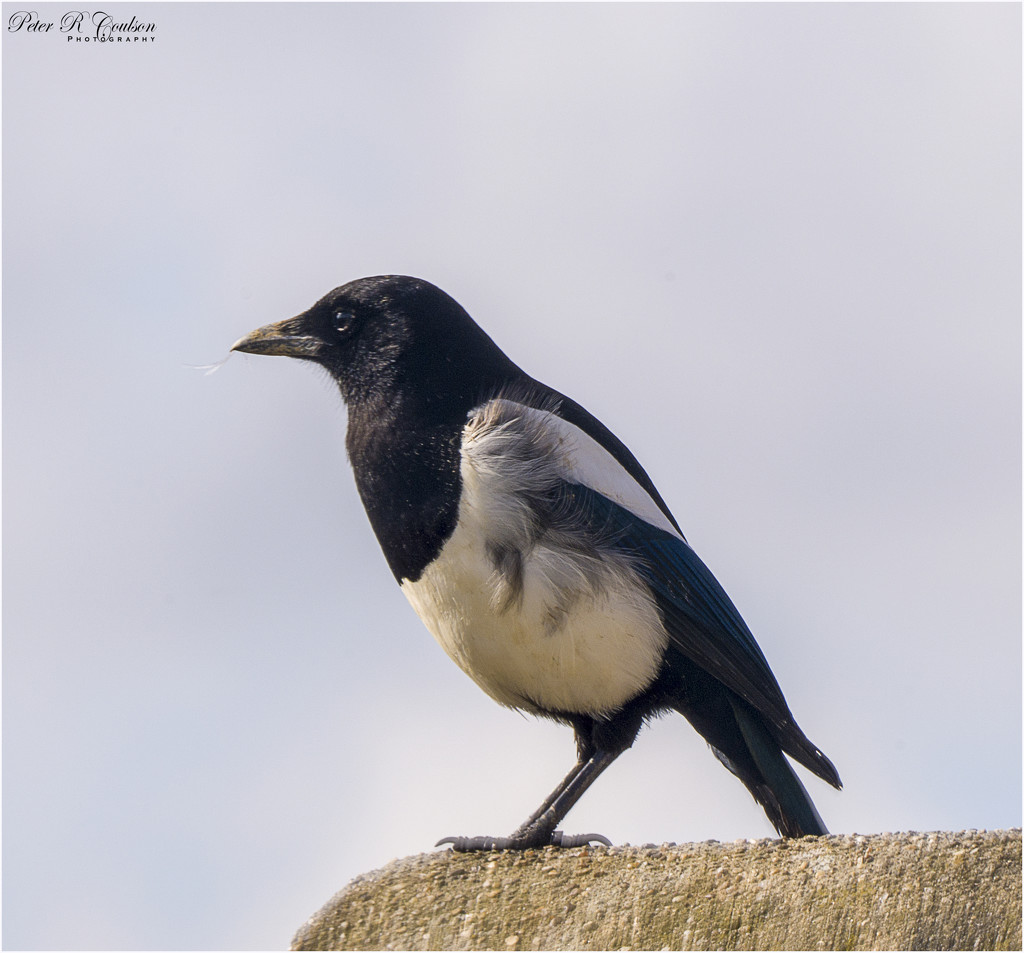 Magpie lookout by pcoulson