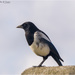 Magpie lookout by pcoulson