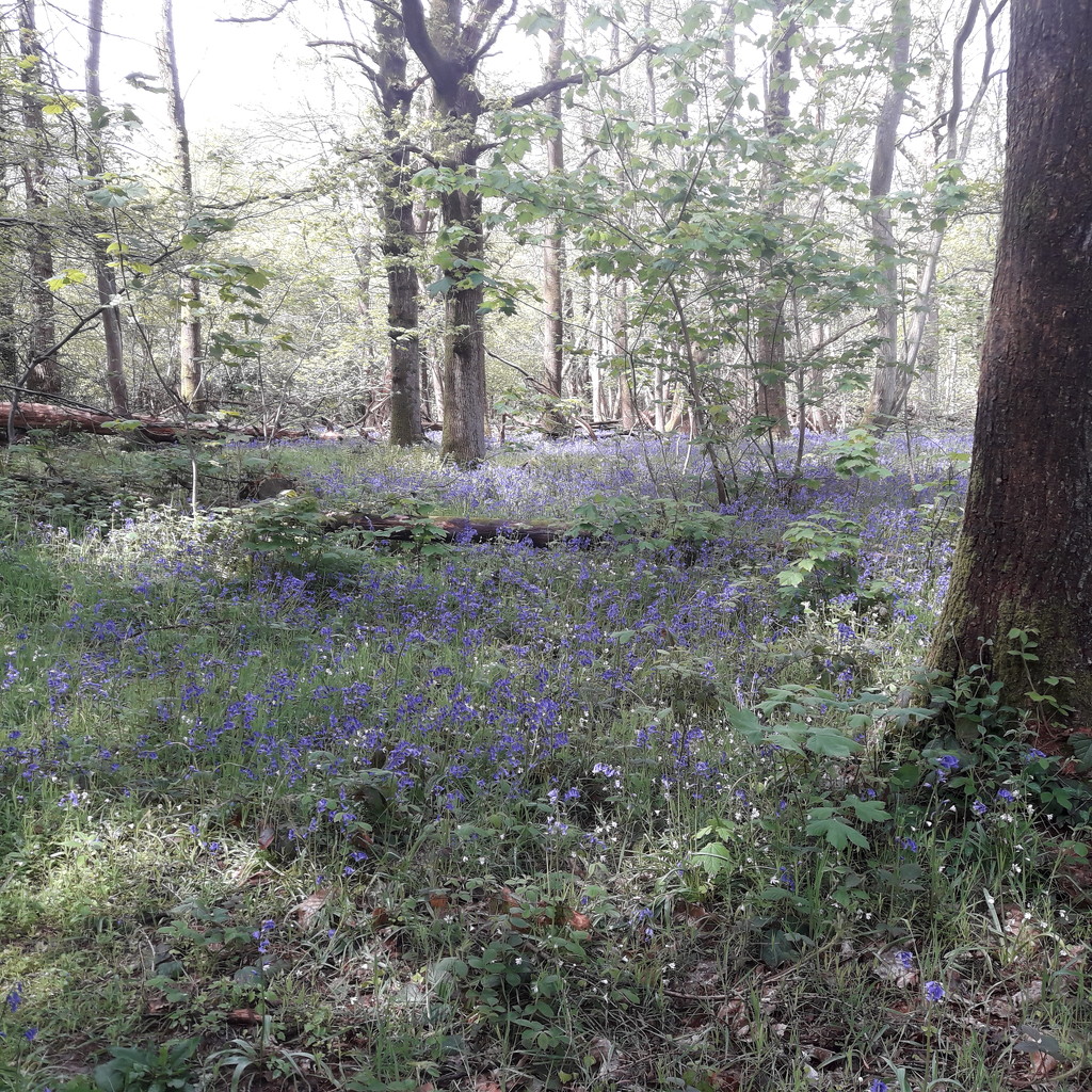 Bluebell woods  by carleenparker