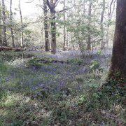 18th May 2021 - Bluebell woods 