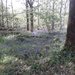 Bluebell woods  by carleenparker