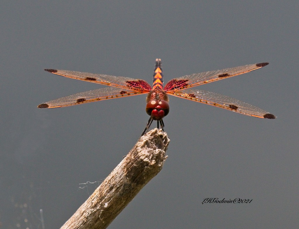 LHG-1752- Calico Pennant by rontu