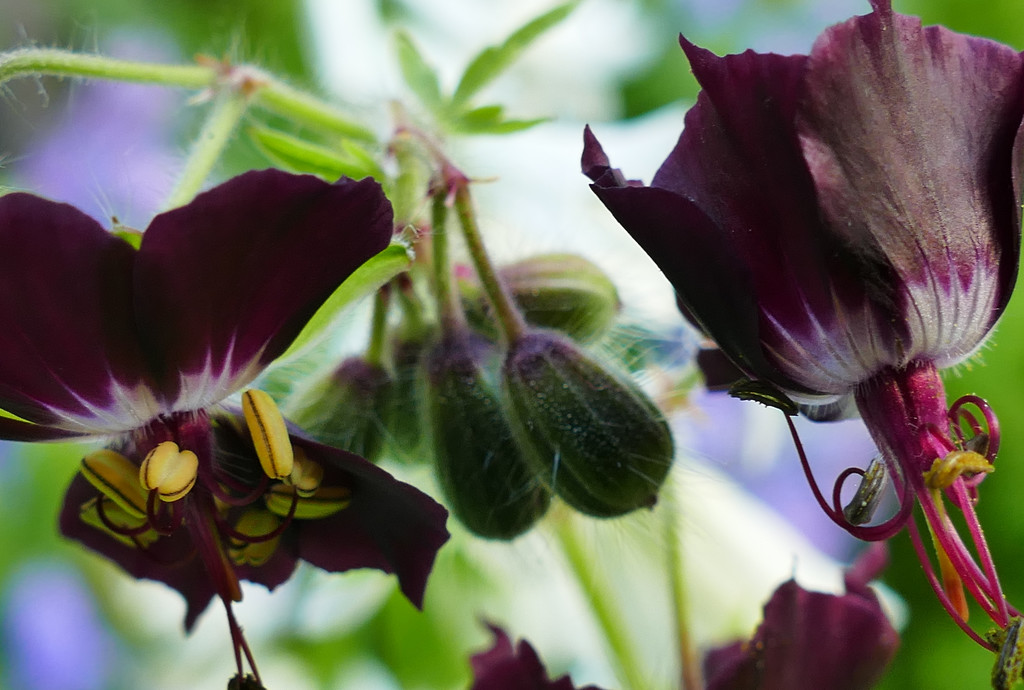  geranium in purple by marijbar
