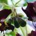  geranium in purple by marijbar