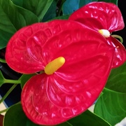 20th May 2021 - Red  Anthurium Flower ~ 