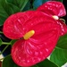 Red  Anthurium Flower ~  by happysnaps