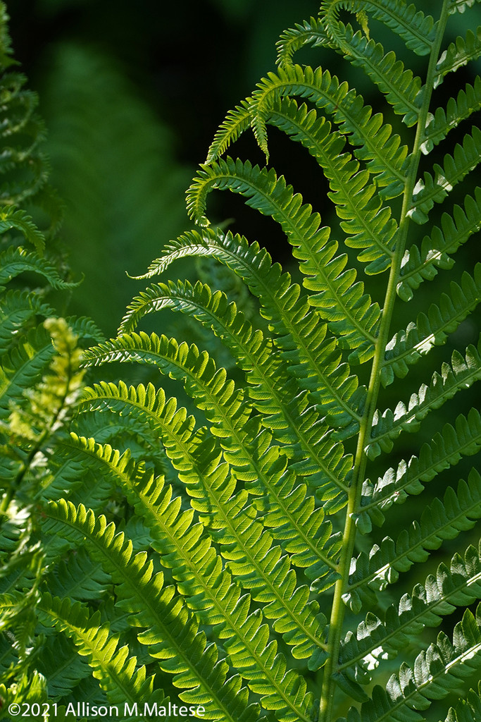 Ferns: Late Day Light by falcon11