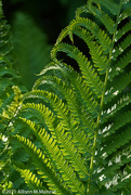 19th May 2021 - Ferns: Late Day Light