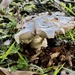 Mushroom shag by sugarmuser
