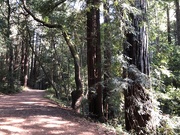 16th May 2021 - Redwoods