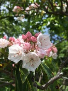 17th May 2021 - mountain laurel is blooming!