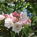 mountain laurel is blooming! by wiesnerbeth