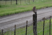 17th May 2021 - Hawk on a Post