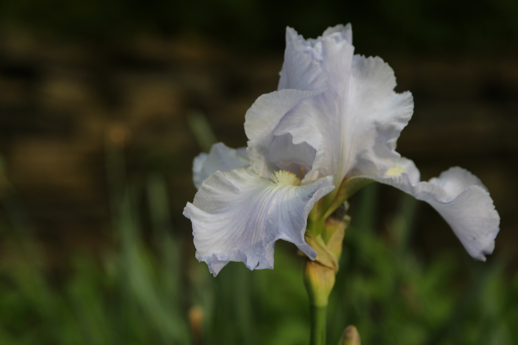 Iris by bernicrumb