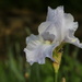 Iris by bernicrumb