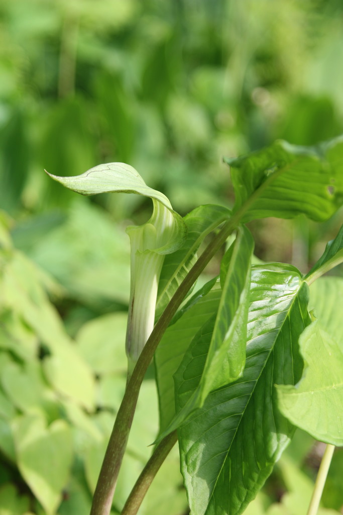 Jack-in-the-Pulpit by bernicrumb