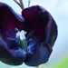 ~Black Tulip~ by crowfan