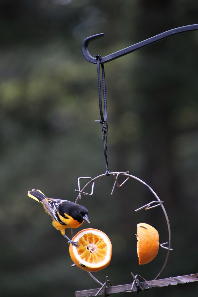 orange time by edorreandresen