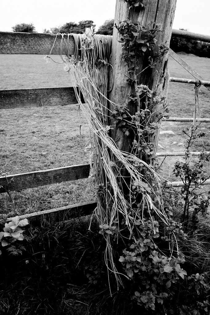 Rope on Fence by allsop