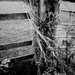 Rope on Fence by allsop
