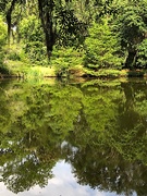 20th May 2021 - Reflections of greenery