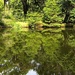 Reflections of greenery by congaree
