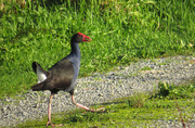 18th May 2021 - Why did the pukeko cross the road?