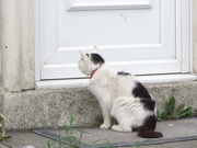 20th May 2021 - A neighbourhood cat waiting and hoping to be let in.