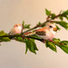 Little birds by novab