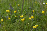 20th May 2021 - Buttercup Meadow