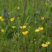 Buttercup Meadow by 30pics4jackiesdiamond
