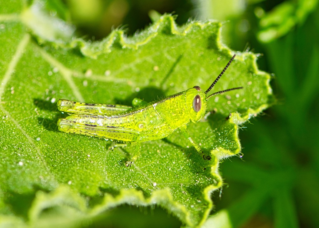 Grasshopper Green, Hiding In Plain SightDSC_6766 by merrelyn