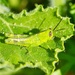 Grasshopper Green, Hiding In Plain SightDSC_6766 by merrelyn