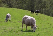 20th May 2021 - Sheep grazing 