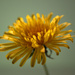 Dandelion flower by jon_lip