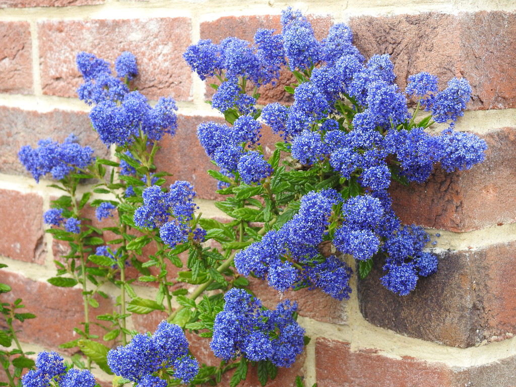  Ceonothus Against The House by susiemc