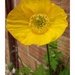 Spring..Welsh poppy by 365projectorgjoworboys